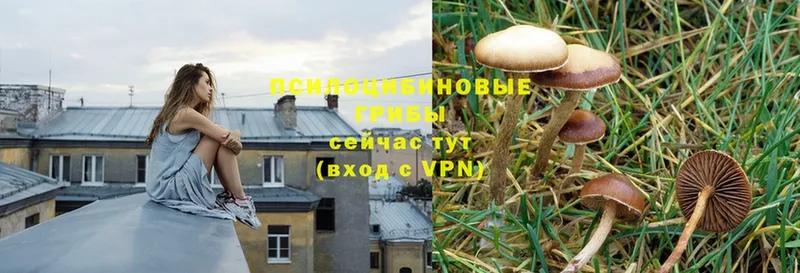 Галлюциногенные грибы Psilocybe  Владивосток 